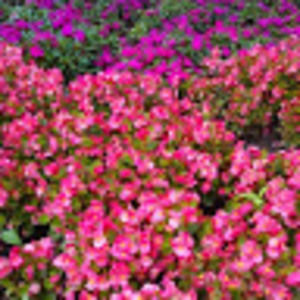 Meet your Posher, Vic